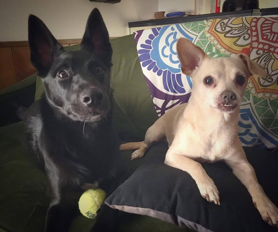 "I am thankful for my fur-babies, Evee &amp; Deacon. They are the sweetest pups &amp; even though they can be a handful at times I am lucky to have them in my life. Their little personalities always find a way to brighten my day." - Chelsea Taylor #thankful #thankfulthursday #furbabies