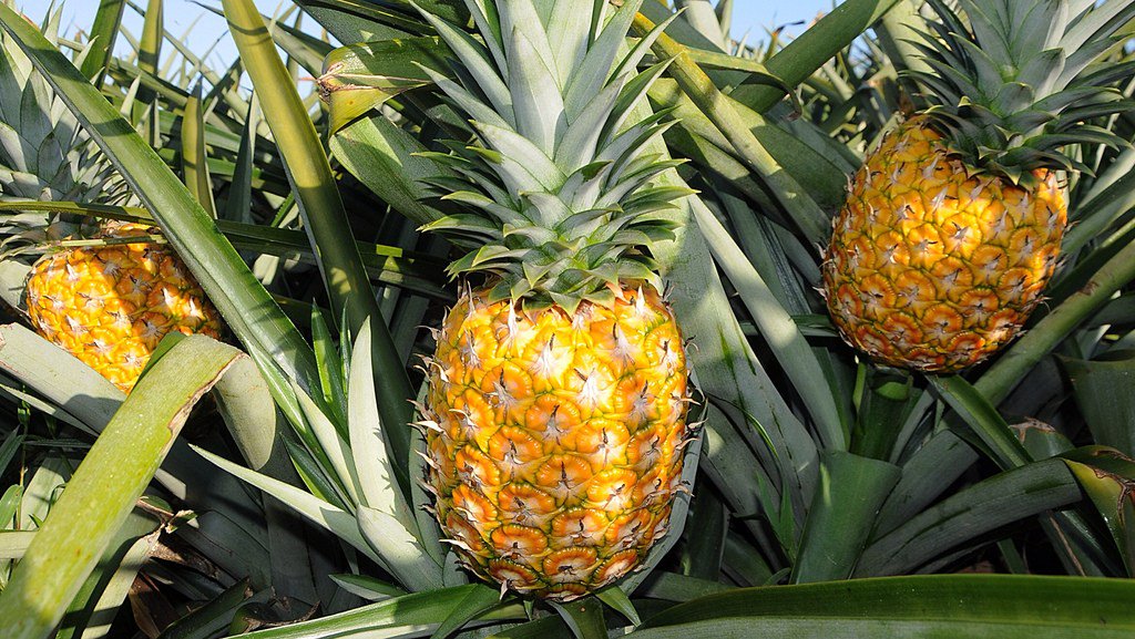 The #sweetest, most #delicious #pineapples you have ever eaten frutosdearbol.com/the-sweetest-m…
