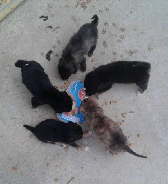 PerroUsuario's tweet photo. #AYUDA RT @madmax034: Los encontraron en una caja en un basurero, son 5 niños, en Caracas, se necesita ayuda por que no pueden caminar bien tienen la patica como doblada 2 de ellos, están cuidados pero no los pueden tener, 4120161442. https://t.co/zfJjQmWCeE