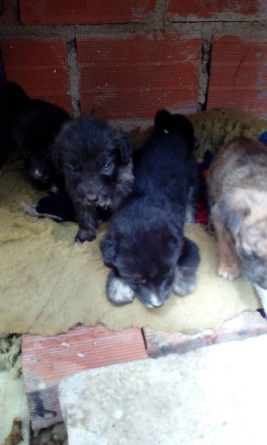 PerroUsuario's tweet photo. #AYUDA RT @madmax034: Los encontraron en una caja en un basurero, son 5 niños, en Caracas, se necesita ayuda por que no pueden caminar bien tienen la patica como doblada 2 de ellos, están cuidados pero no los pueden tener, 4120161442. https://t.co/zfJjQmWCeE