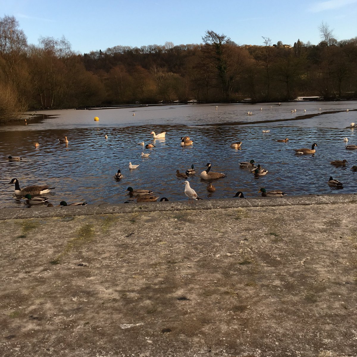 rachcoley's tweet photo. #etherowpark #familywalk #lovelyafternoon #coldfun with @Loobylew72 @LynseyGalleyAC https://t.co/hqxsWwHPTZ