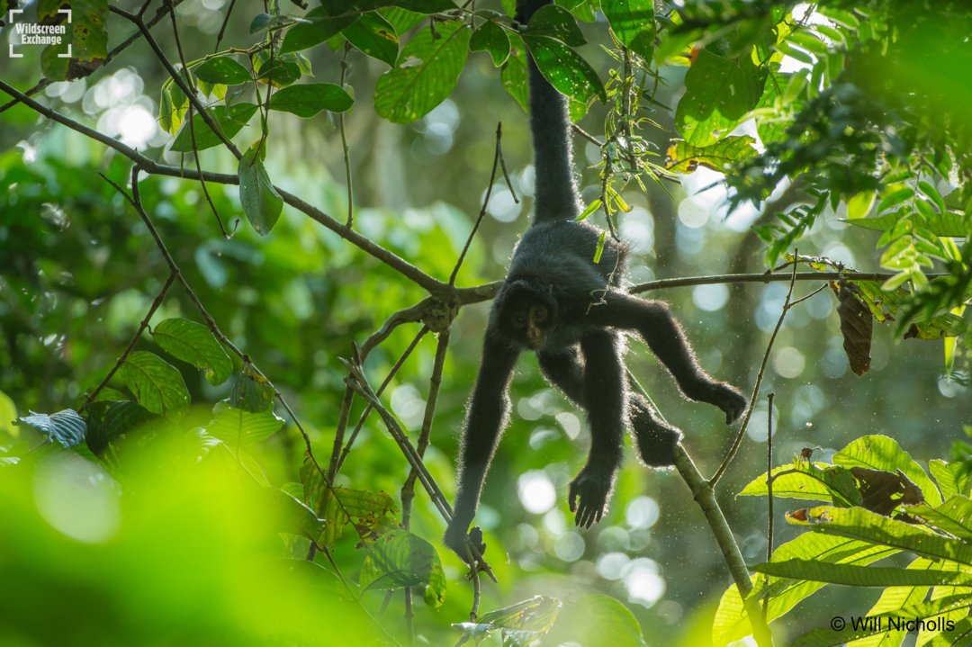 We've had enough of pictures in the cold! Here's a totally tropical scene, spider monkey chilling in the Amazon 🐵✌️🌴

#POTD by WillNicholls.co.uk

#monkeybusiness #tropical #jungles #amazon