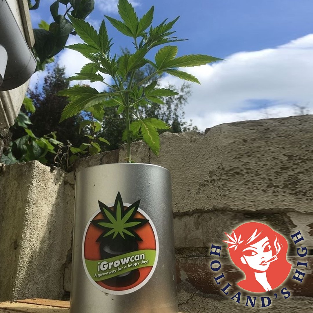 Hollands_High's tweet photo. Creat your own cannabis homeplant with our iGrowcan #microgrowing
#igrowcannabis #growyourown #growweed #cannabis #cannabiscommunity #cannabisculture #stonernation #stoner #stoned #weedstagram #weedporn #420 #420photography #marijuana #rollingpapers #highlife #potporn #igrowcan https://t.co/ZFgoEn82TL