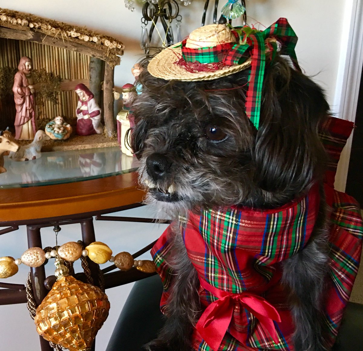 gates_terri's tweet photo. Enjoyed Christmas now looking forward to New Years Eve! #puglife #ilovemydog https://t.co/8PINLU1CV0
