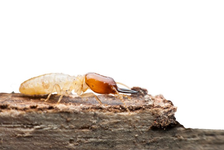elliethetermite's tweet photo. It's important not to store any timber under your house, you may be inviting some unwanted guests for dinner. #termites #termiteproblems https://t.co/k2JlykoYMP