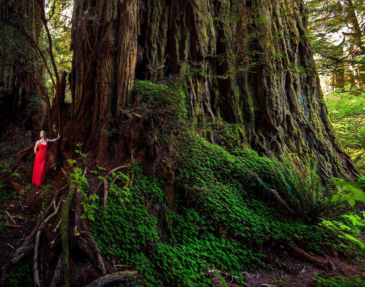 Топ 10 самых больших деревьев Lost Monarch (Потерянный монарх) - Калифорния, США