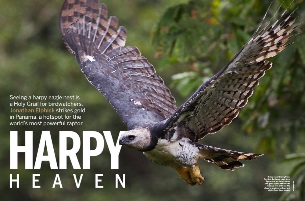 January Harpy Eagle Nest Holy Grail Birders January Issue