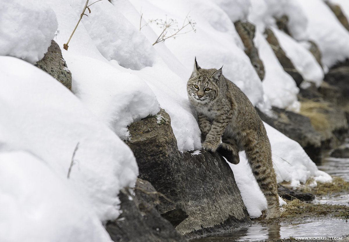 PantheraCats's tweet photo. These are some photos by Nick Garbutt of the Madison River #bobcat we didn't share when this story came out! See more of the year's most hopeful cat stories and #actforcats: https://t.co/1yjLVTwarL https://t.co/srHwf8m4DT