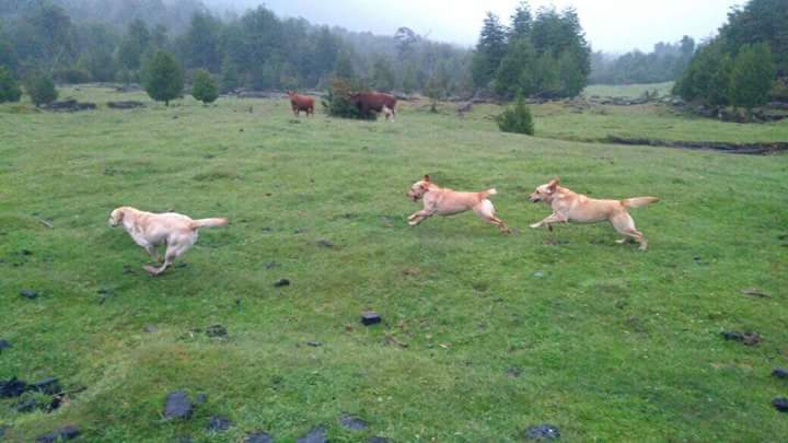 pera334's tweet photo. #VillaSantaLucía La labor de nuestros amigos: Kala, Lara, Aron, Adele y Tamar no sólo demanda un gran esfuerzo; contempla también la evaluación diaria de su veterinario, doble ración de comida, tiempo libre para jugar, un rico baño y mucho amor antes de irse a dormir.
Vía: PDI https://t.co/b2rYh3wxYV