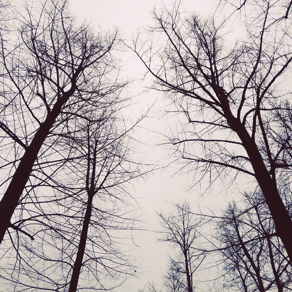 scattovisuale's tweet photo. Winter trees....www.scattovisuale.it #winter #inverno #alberi #parco #cascine #firenze… https://t.co/XgLkXEHbhi https://t.co/ZcNSGq4HyT