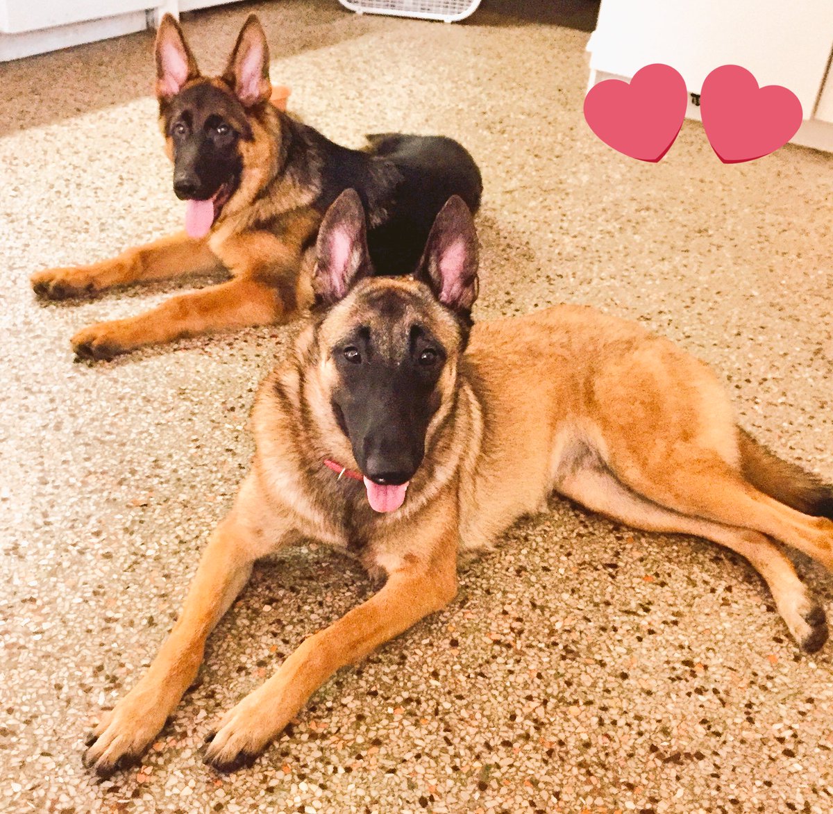 showcuts's tweet photo. Some fun puppy playtime in between baths at Showcuts pet salon.  Enoch &amp; Luna say Come visit us 407-353-4998
#dogsoforlando #Orlando #malinois https://t.co/7uau4i4eMH