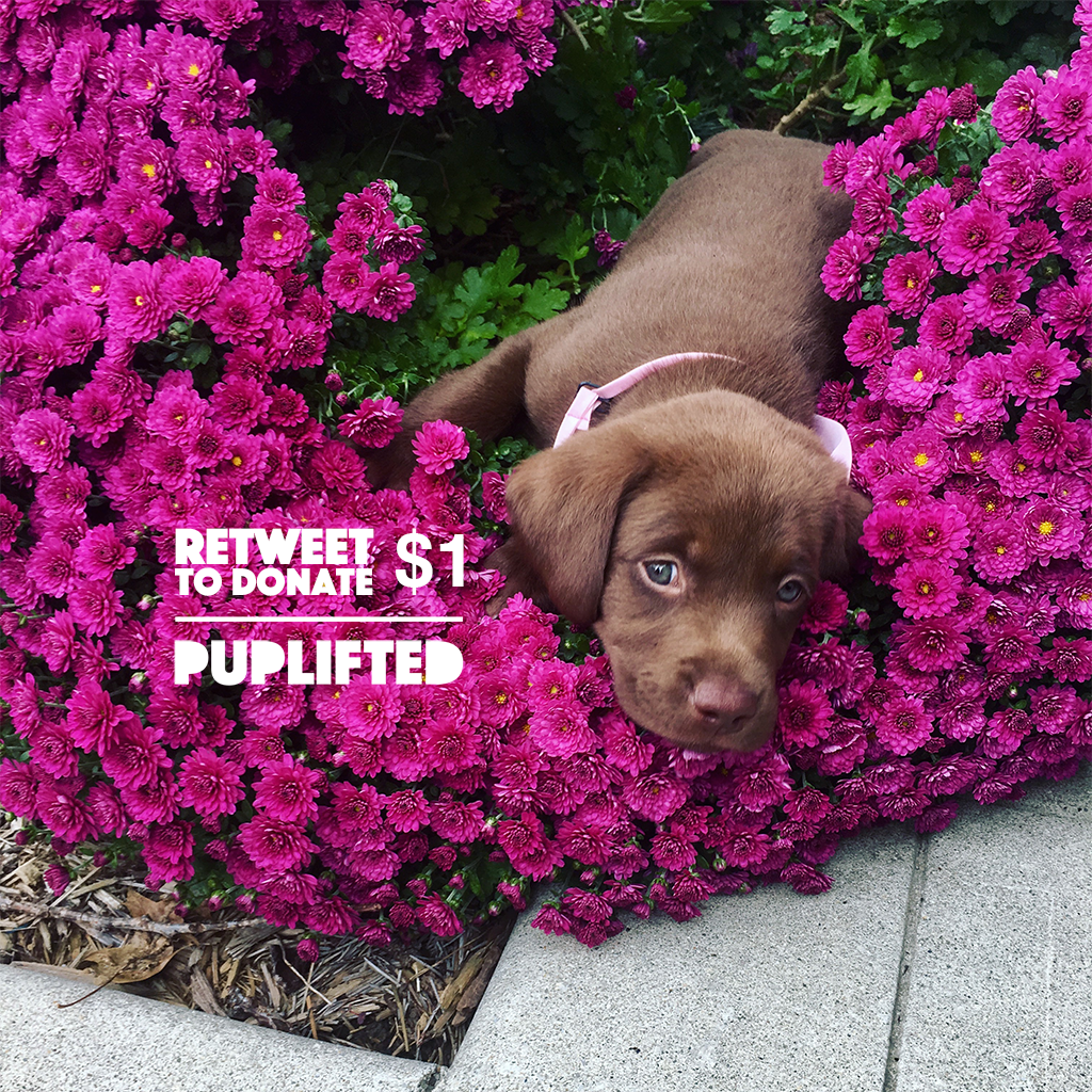 puplifted's tweet photo. To celebrate all the pups that contributed their wonderful stories to @Puplifted this year, we’re donating $1 to our local humane society for each retweet of this message. Please share to help reach our max goal of $500.

#dogs #dogsoftwitter #givingback #charity #doglove #pets https://t.co/v3RwgR4slA