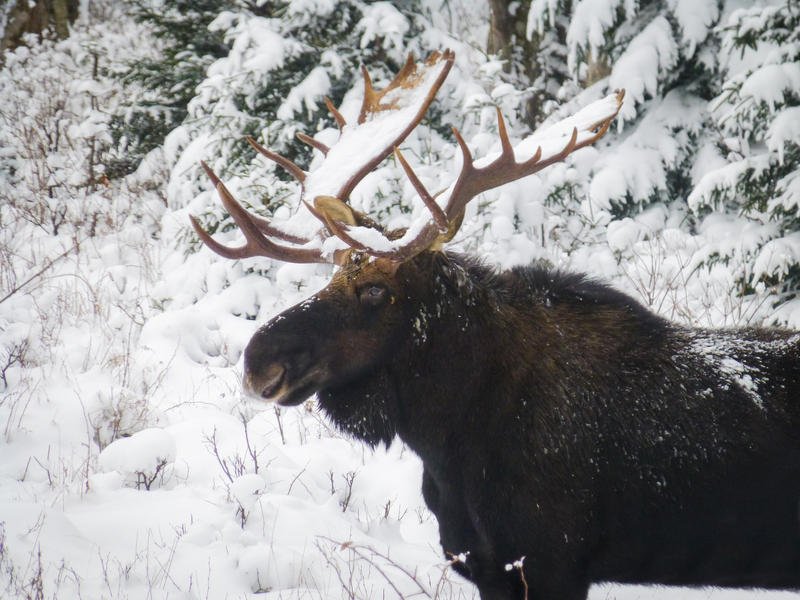 How Tiny Ticks And Brainworms Are Bringing Down The Mighty Moose dlvr.it/Q7zshy https://t.co/cBlAHJrqlK