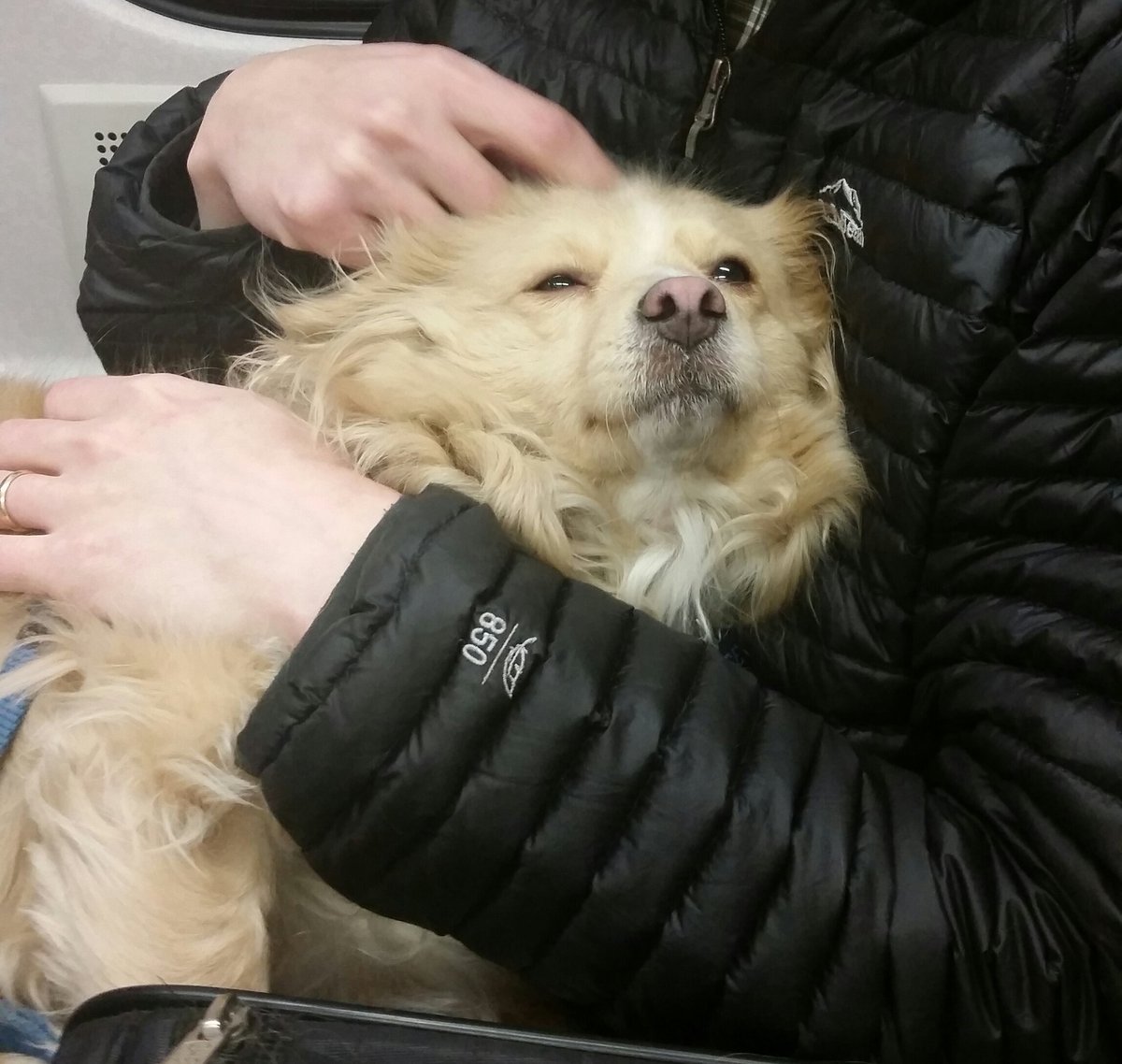 emergencygrace's tweet photo. Travel pupper https://t.co/kXQwZ20YGo