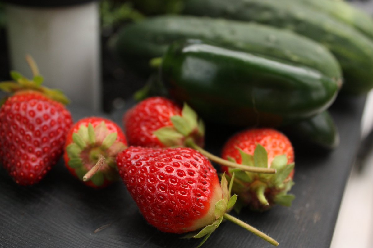 Missing the awesome harvests from the Learning Garden right about now...like these amazing strawberries we had all summer long.