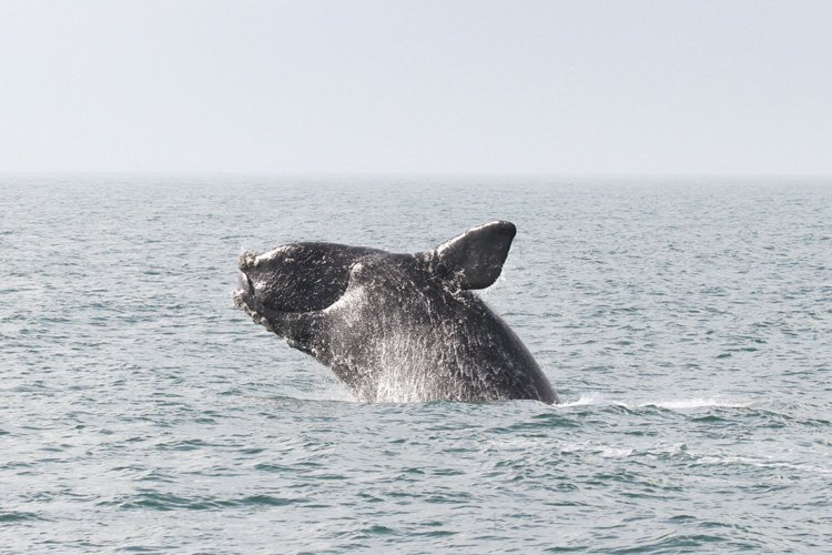 NOAAFisheries's tweet photo. Today marks the anniversary of the Endangered Species Act, which was signed on December 28, 1973 and provides for the conservation of species that are endangered or threatened throughout all or a significant portion of their range. Learn more here: https://t.co/EgwIp0x26C https://t.co/fwesR85cFX
