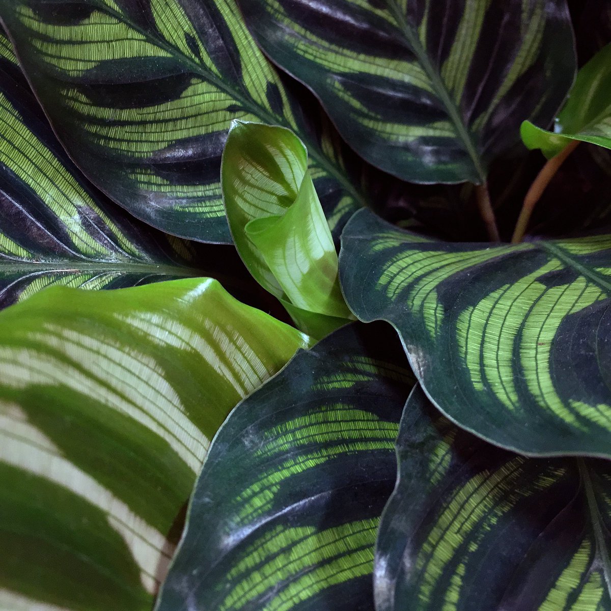 Chelsea Gardencenter On Twitter A New Day A New Leaf Calathea