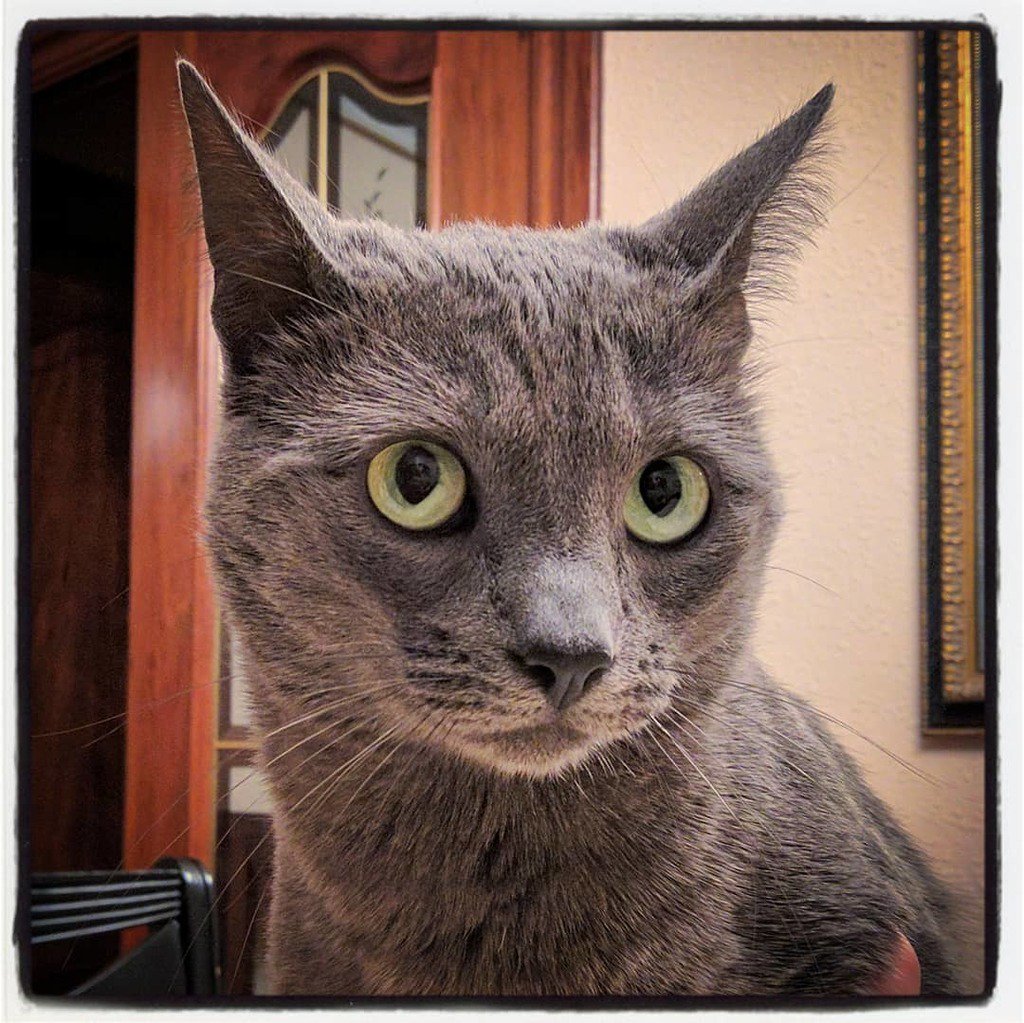 grizhou's tweet photo. "Postcard from my fraternal twin" 🐱 #Bruss missing his sister #Grizhou. 🐈 #cat #catpic #russianblue #russianbluecat. #catsofig #catsofinstagram. #gato, #rusoazul #azulruso. #russianblues. https://t.co/xS9y8iL67o https://t.co/PoIq5hcoEI