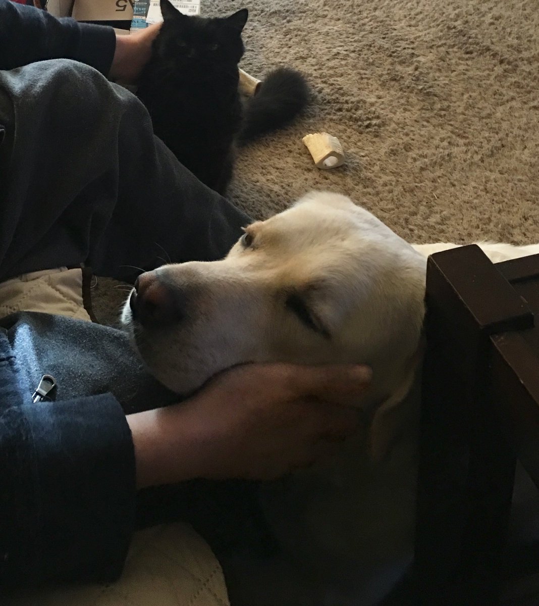 makeshiftadult's tweet photo. #BREAKINGNEWS @dognamedflour and #CatNamedJack in close proximity without incident. We have a crew on scene - the situation is still unfolding https://t.co/6DmBuIQB6W