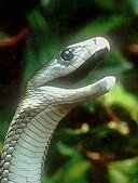 Morganegryffind's tweet photo. @RowenaSerdaigl2 Vraiment..? *à un serpent dans une de mes mains qui a éclos depuis 2 ans* https://t.co/sAV75PtZTZ