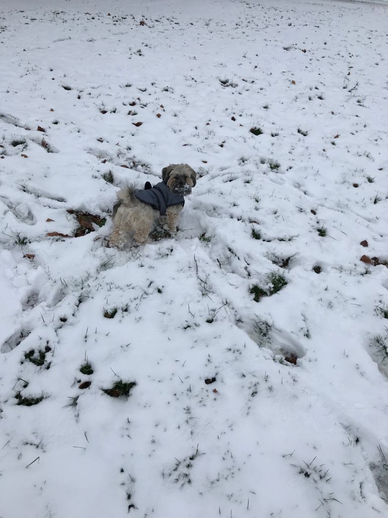 ambershorkie's tweet photo. #RegattaWinterWalkies @RegattaOutdoors Mia enjoying a walk in the snow 🐶 https://t.co/N3N2m0CM0j