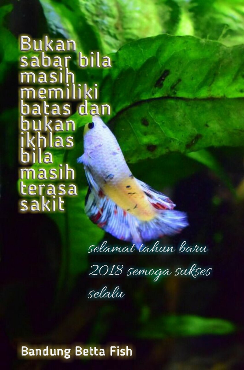 Suryana4777 On Twitter Bettacommunity Bettashow Ibc Internationalbettacongress Wildbetta Bettalovers Halfmoon Plakatbetta Indonesiabetta Crowntailbetta Bettasplendens Bettafishtank Betta Bettafish Crowntail Petshop Aquascape Bettaforsale