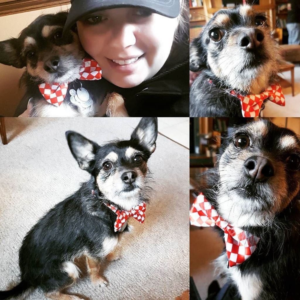 SarahYEG's tweet photo. #handsomeman #dogsofinstagram #bowtie 🐕🐶🐾👔 https://t.co/othnelPtzt https://t.co/46YrtGhHa5