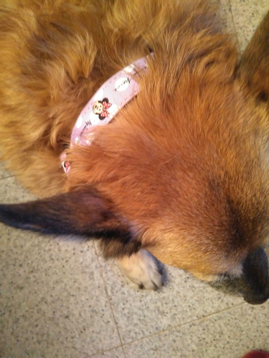 Emmeta8's tweet photo. Collar minnie https://t.co/I3TkNtu43A