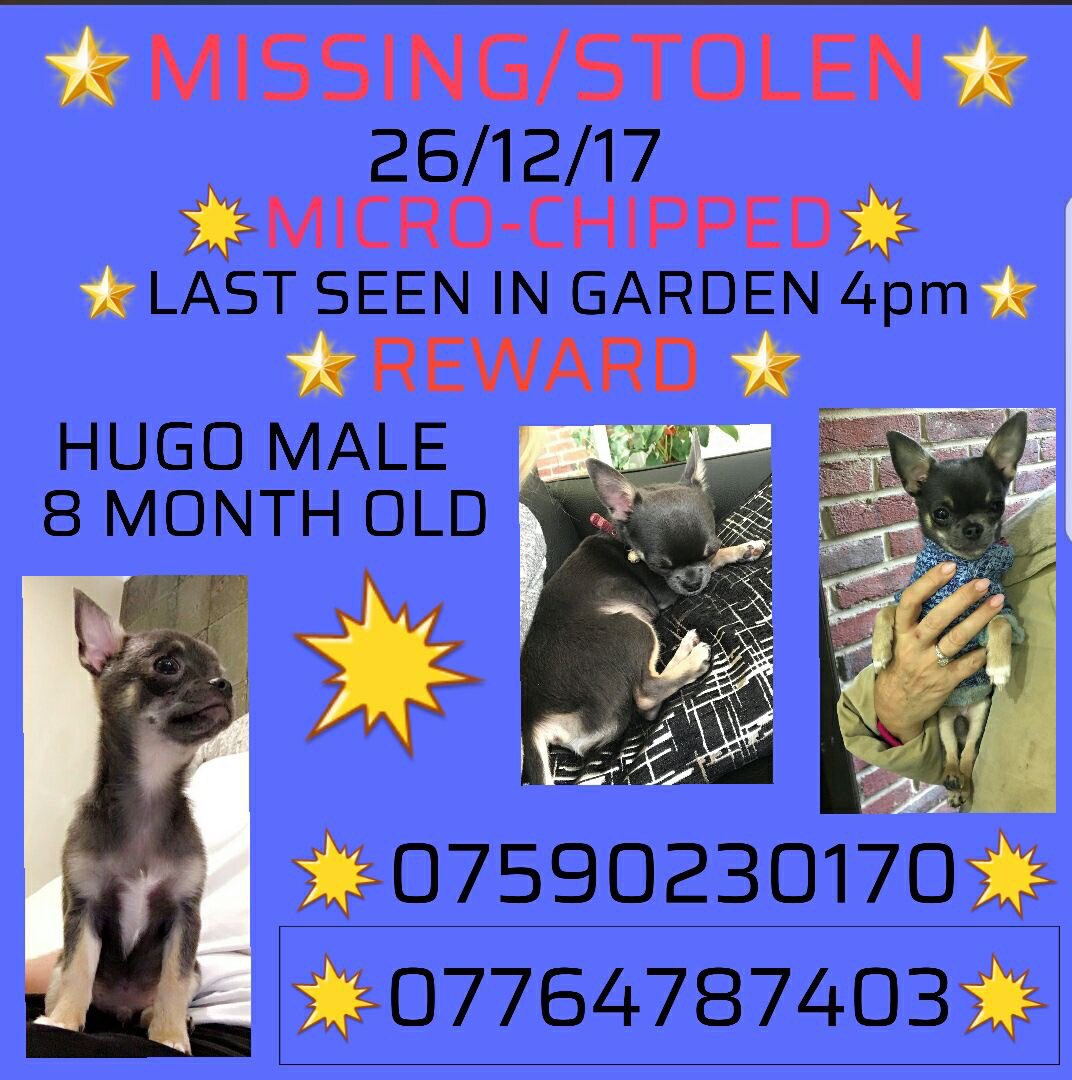 rosiedoc666's tweet photo. @blacklab115 #MISSING possibly #stolen owners so worried 😓
Small doggy #chihuahua could be hiding scared 🐾🐾

#Kenton / #Gosforth area #Newcastle #findHugo 

26/12/17 it's so cold out there 😓
https://t.co/DMS8KVAMSp https://t.co/P645YCJ59c