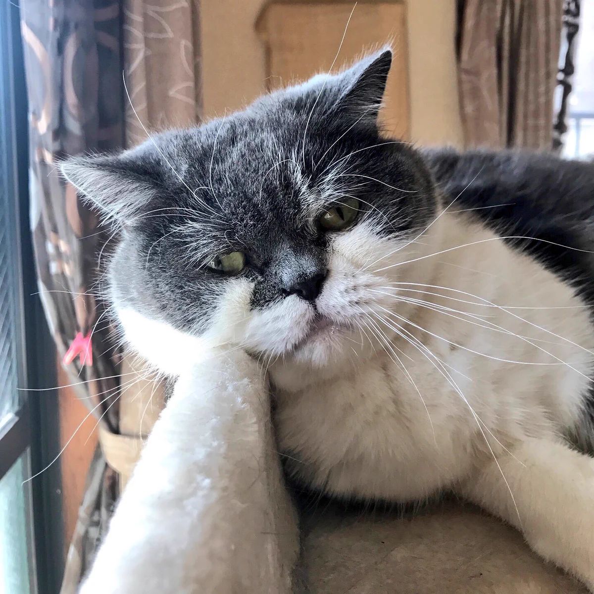 この猫ちゃんの顔…見れば見るほど中尾彬にしか見えない猫がかわいいw