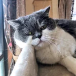 この猫ちゃんの顔…見れば見るほど中尾彬にしか見えない猫がかわいいw
