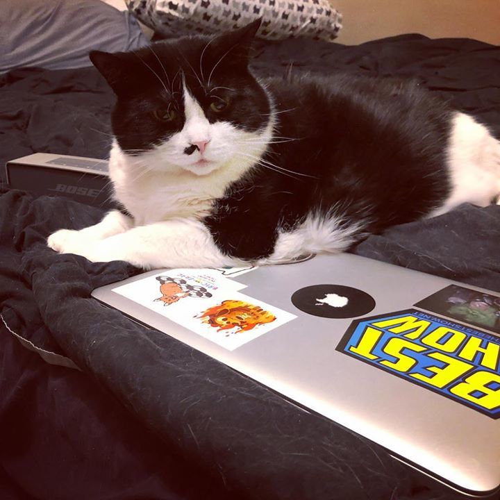 jpar0's tweet image. “We need to talk about your browser history.” #techsupportnightmare #catsaresmart #pompnotplump #ziplining