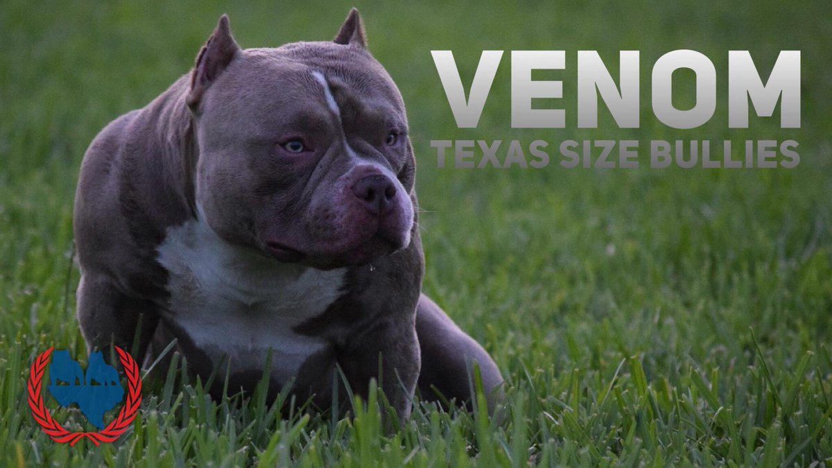 Venomline's tweet photo. LOUIS V LINEโs VENOM ๐ท #LouisV #miagi #Magoo #Bullseye #Bullygirl #Bullygirlmagazine #AtomicDogg #AtomicDoggMagazine #thisisbully #bullybadasstv #texassizebullies #bullypedia #ABKC #louisV #louisvline #Venom #puppiesforsale #tricolor #tricolored #champagne #lilac #bully https://t.co/J3wPFoWaSx