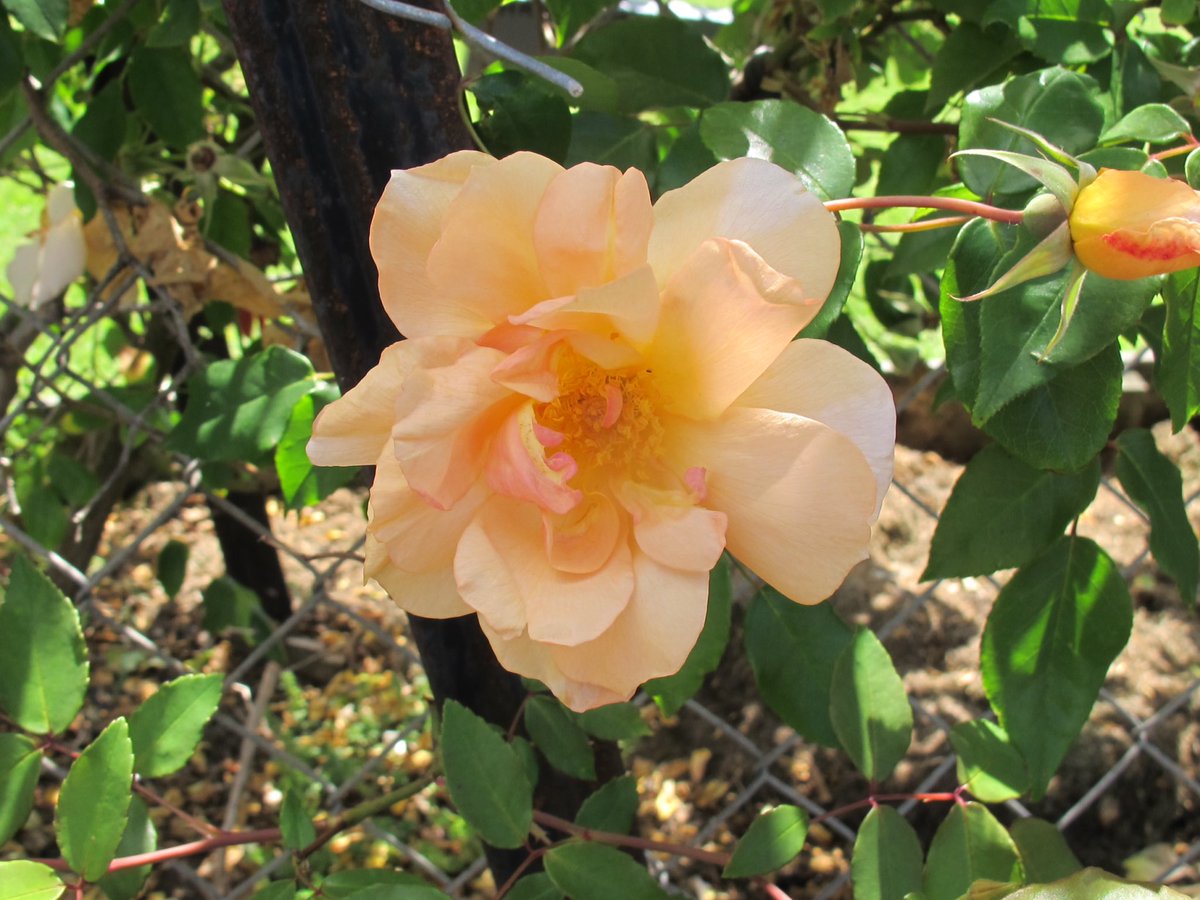 KauriMuseum's tweet photo. Take some time to smell the roses this summer https://t.co/FL7C99VVHo @KauriMuseum https://t.co/YaQBrtLbQ8