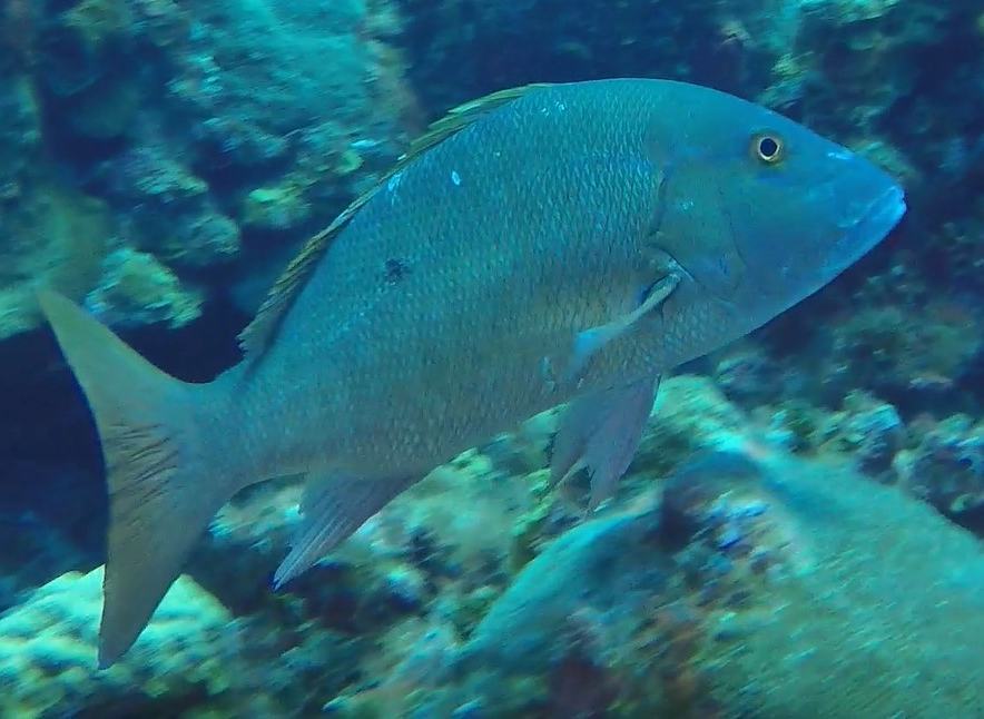 vjdowney's tweet photo. Fish that followed me throughout the dive on Marty's Wall off of Grand Cayman. #scuba #diving #disneycruise #redsailcayman #gopro https://t.co/fajTrMdIwy https://t.co/BVcBIb0oYH