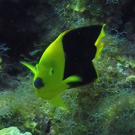 vjdowney's tweet photo. Yellow and black fish on Marty's Wall off of Grand Cayman. #scuba #diving #disneycruise #redsailcayman #gopro https://t.co/yKJFMO2hrf https://t.co/JbM9bPTW9o