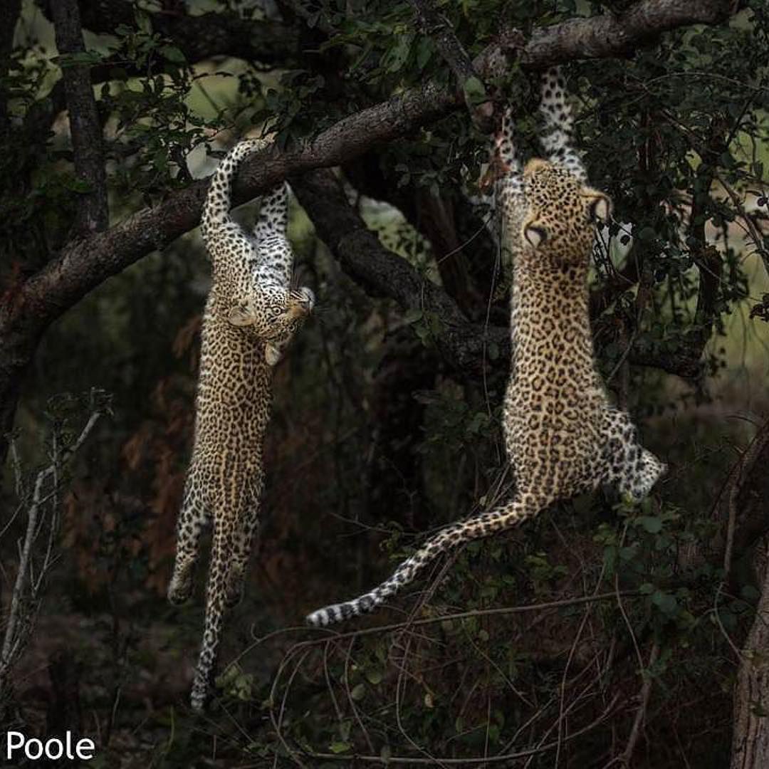 Leopard Kingdom (@kingdom_leopard) | Twitter