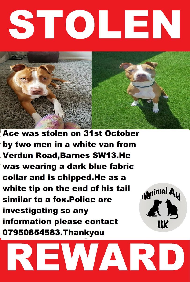 rosiedoc666's tweet photo. #findAce #STOLEN 31/10/17 by 2 men in WHITE VAN #VerdunRoad #Barnes 
Where did they take him? And why? 😡 https://t.co/5NLoHdWnPP