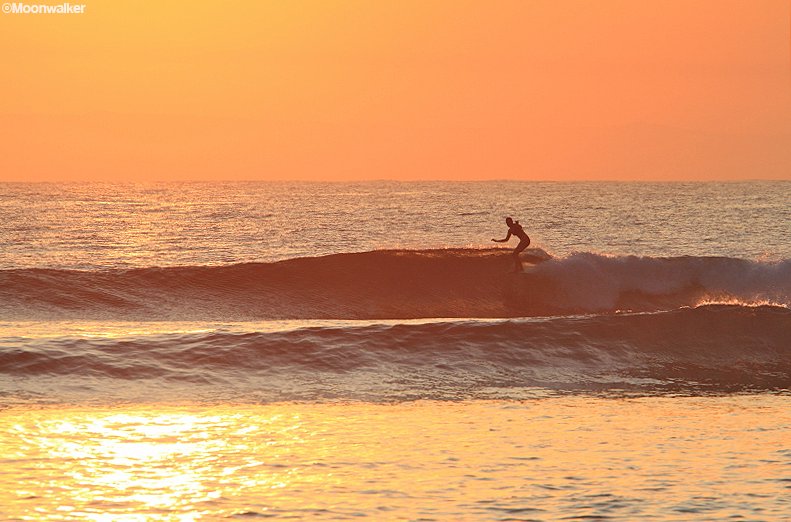 Golden Breed Surf tweet media