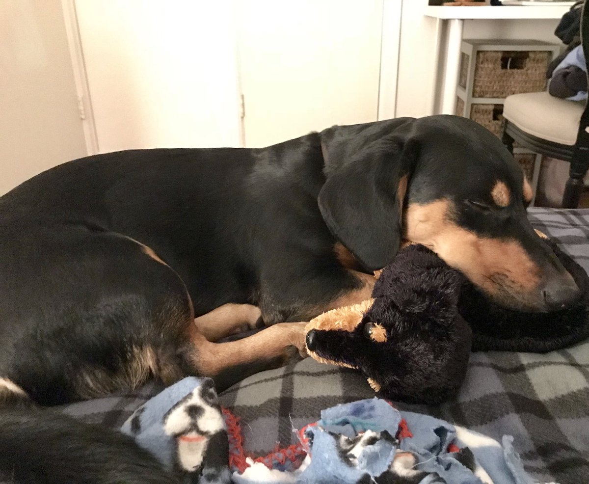 JennaStoutt's tweet photo. Ok. His toy looks just like him and he’s snuggling it. Heart just exploded. https://t.co/9YWz0z2khw