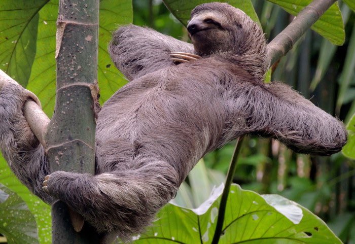 UofLSugarMamas's tweet photo. #didyouknow Sloths are the only mammals whose hair grows in the opposite direction from other mammals- to accommodate their upside lifestyle, the hair parts in the middle of the belly and grows upward toward the back! #factorcrap #UofLJaxSlayers https://t.co/KZR9bXkyKq
