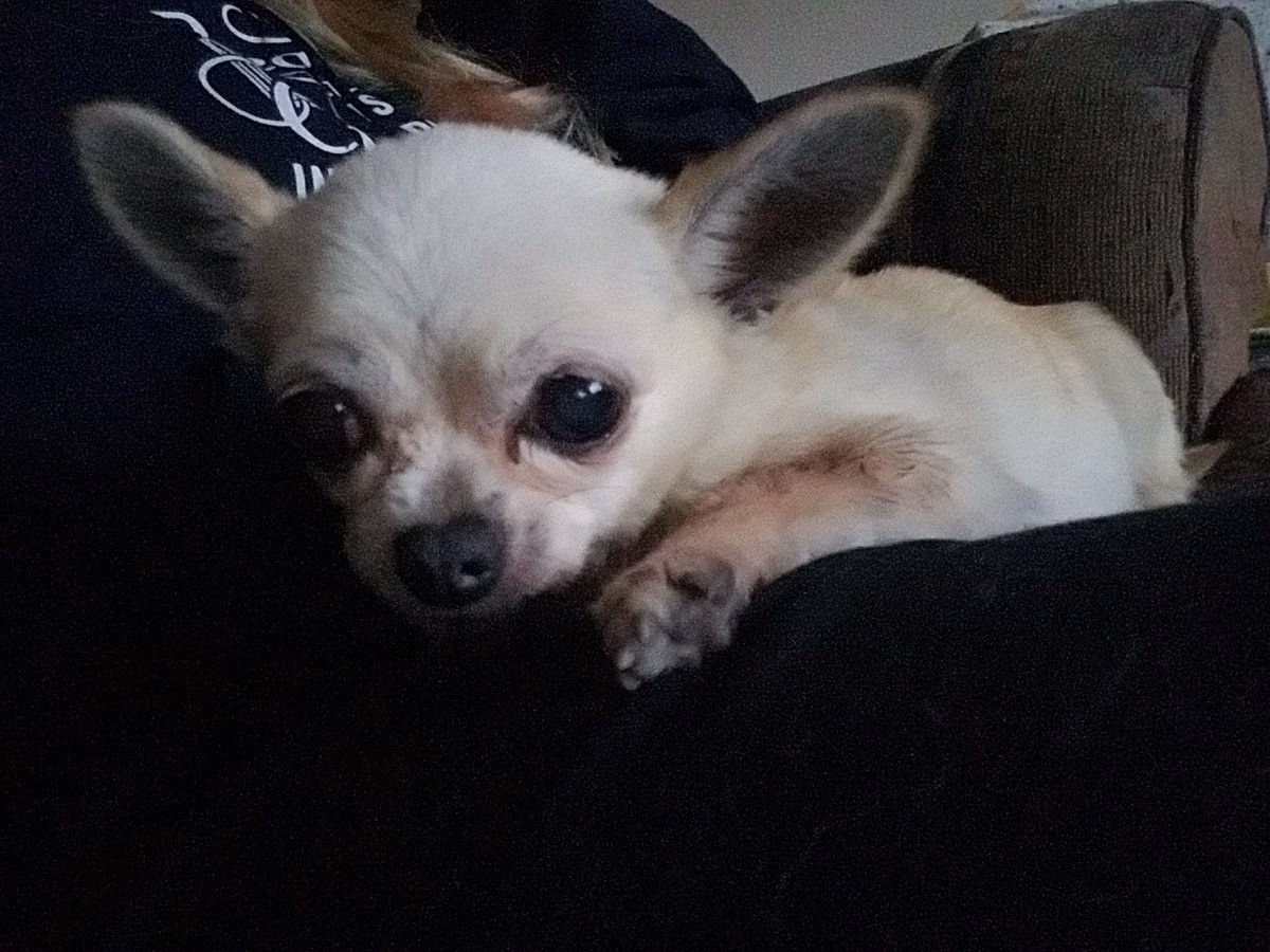lesterneyney's tweet photo. I think it's time for a nap. https://t.co/RpY3N6PTSa