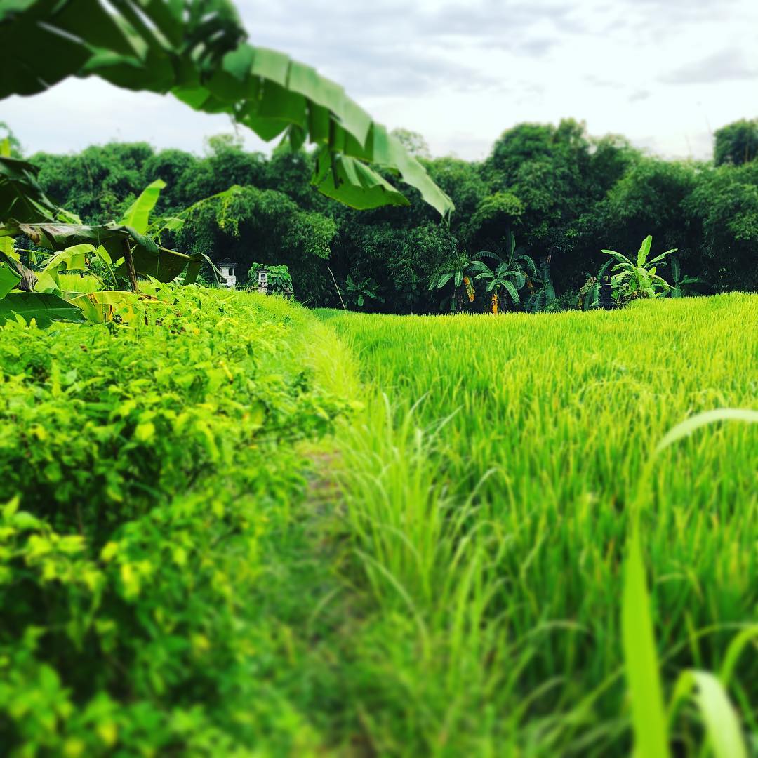jabunami's tweet photo. Green fields 🍃 Bali rice paddies #bali #balilocal #love #travel  #beautiful #luxury #holiday #resorts #canggu #asia #wanderlust https://t.co/F7WlMkEiIb