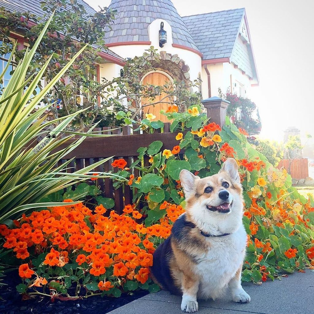 corgi_zero's tweet photo. #tbt Once upon a time there was a corgi girl who went on vacation and found her fairy tale dream house... #OnceUponATime #FairyTale #DreamHouse #Throwback #SanFrancisco #Summer #Corgventures #Corgication #TravelsWithZero https://t.co/JHXa6KhQWj https://t.co/xqYWc7BlfY