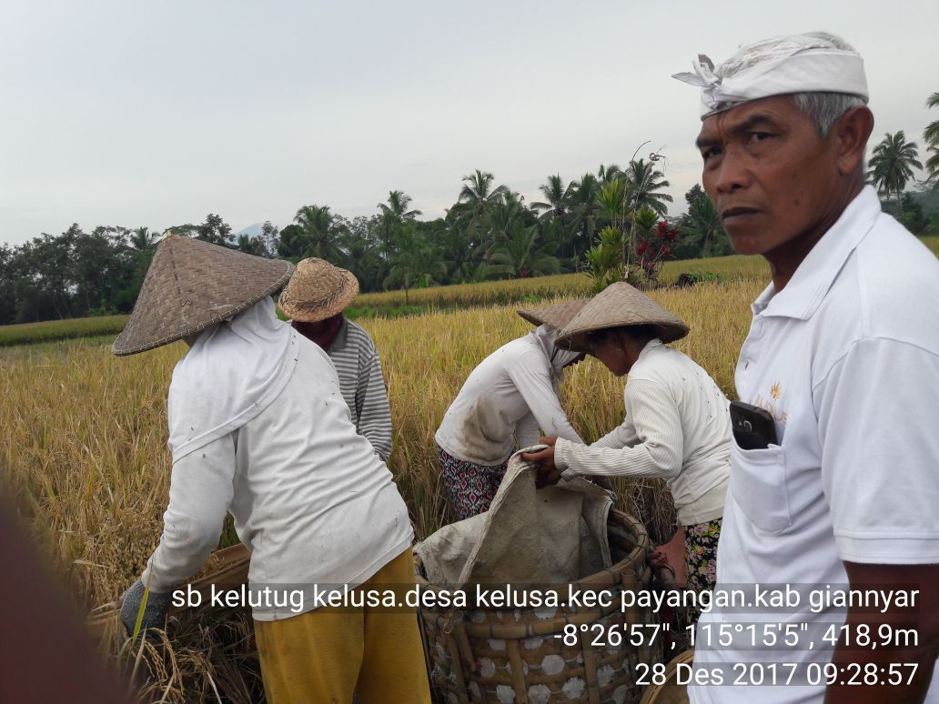 serealiatp's tweet photo. Panen Padi Var IR 64, luas 64 ha. Kab Gianyar. BALI @kementan @Ditjen_TP_News @Setditjen_TP https://t.co/EGGn9bTz6A