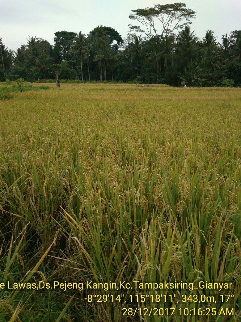 serealiatp's tweet photo. Panen Padi Var IR 64, luas 64 ha. Kab Gianyar. BALI @kementan @Ditjen_TP_News @Setditjen_TP https://t.co/EGGn9bTz6A