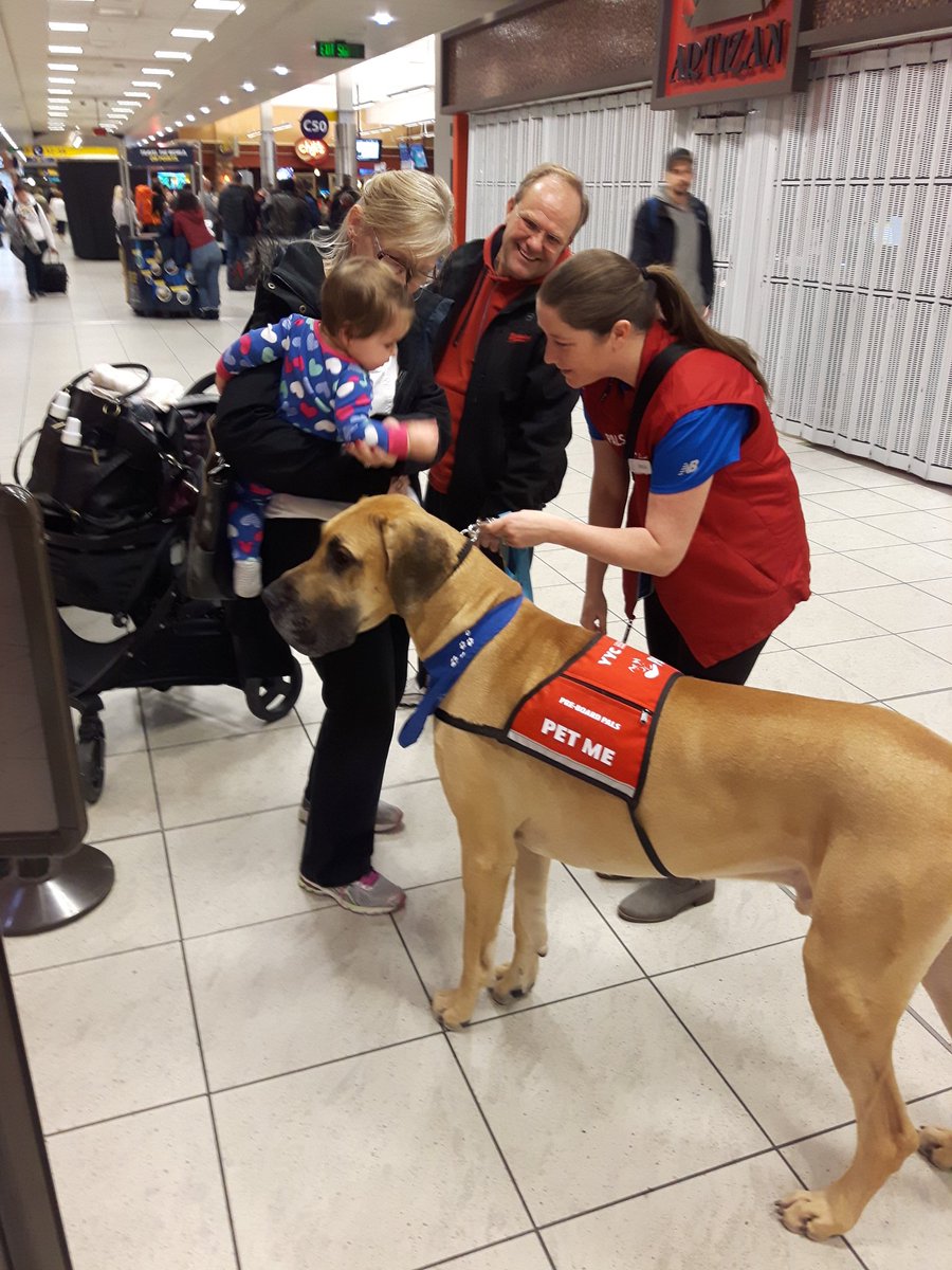 Adrian_Stasiuk's tweet photo. When your redeye flight is delayed by 1 hour why not pet a horse...I mean a dog. He just walks around and makes people happy. Very sweet! https://t.co/1DHMhxdey3