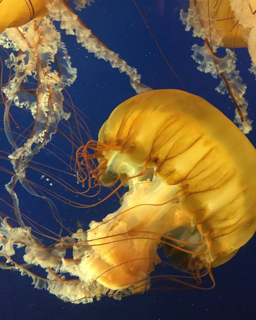 I think jellyfish are my favorite living creatures to photograph •
•
•
•
#jellyfish #sealife #aquarium #vancouver #vancouveraquarium #vancouverlife #vancouverphotos #canada #britishcolumbia #ocean #oceanlife
