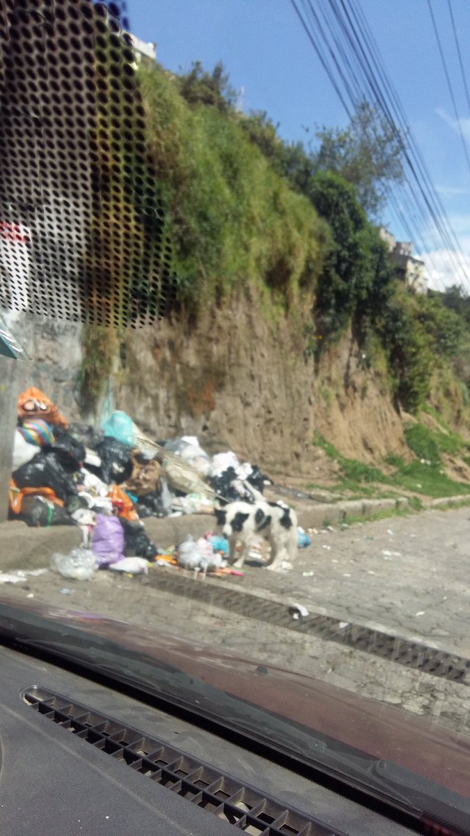 josevicalderon's tweet photo. #ReportesComunitarios
En la Parroquia de San Juan, Sector El Placer Alto: Se tiene problemas en la recolección de basura en cada pie de escalinata. .@QuitoVigila
CC. @EmAseoQuito @toctiucoUIO @msocialcentrobv @amcquito @saludquito @ZonaCentroQuito @aQUITOdosEc https://t.co/W9swCpQy1Y