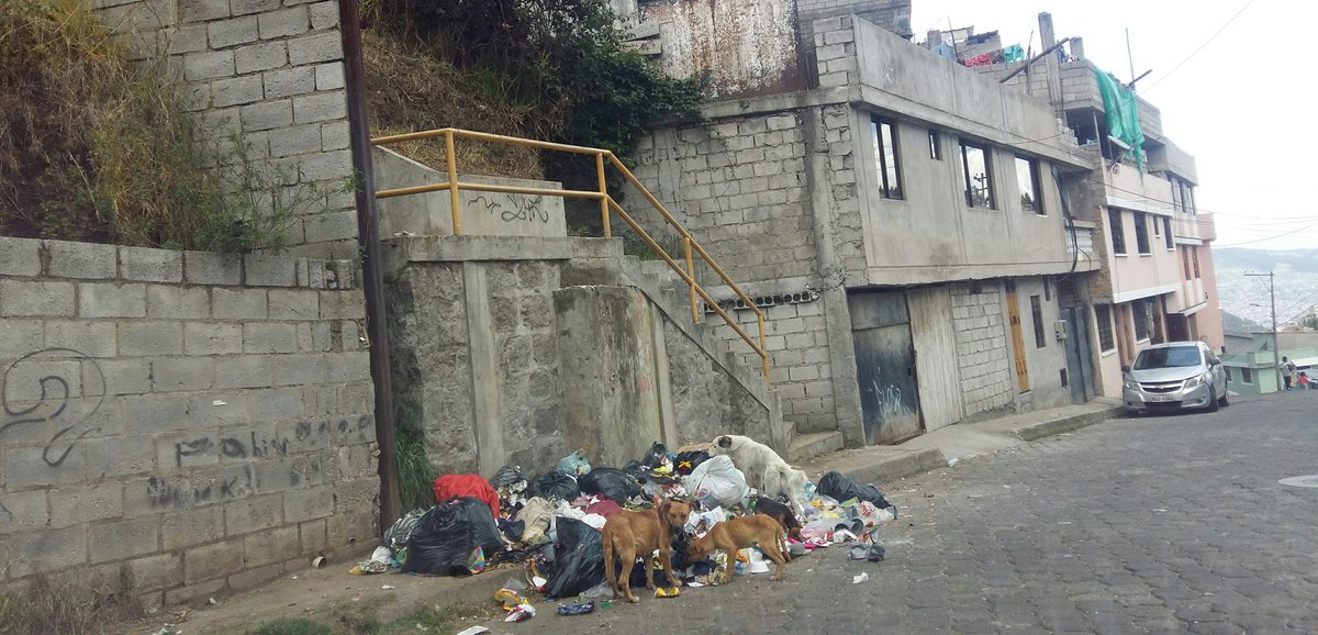 josevicalderon's tweet photo. #ReportesComunitarios
En la Parroquia de San Juan, Sector El Placer Alto: Se tiene problemas en la recolección de basura en cada pie de escalinata. .@QuitoVigila
CC. @EmAseoQuito @toctiucoUIO @msocialcentrobv @amcquito @saludquito @ZonaCentroQuito @aQUITOdosEc https://t.co/W9swCpQy1Y